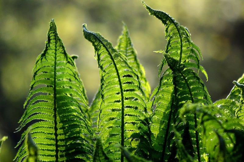 Shade-tolerant Plants