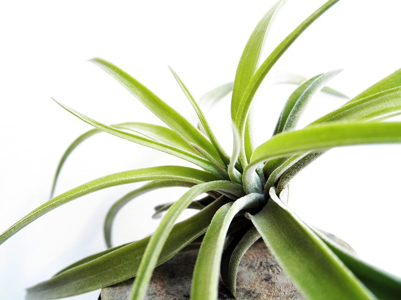 Air Plant Terrariums
